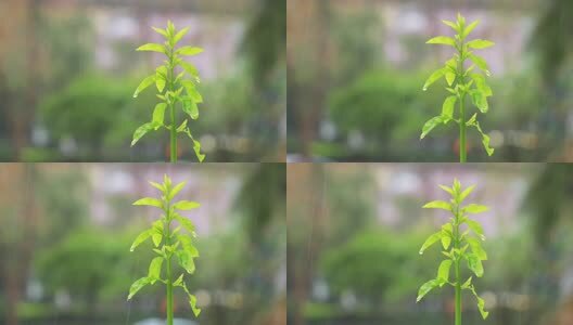 雨中长出新芽的绿植高清在线视频素材下载