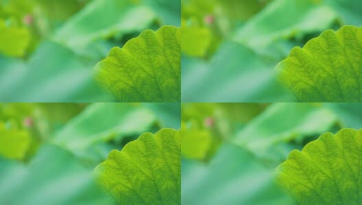 夏季小清新荷叶特写空镜头高清在线视频素材下载