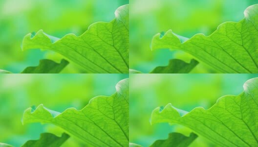 小清新荷叶特写高清在线视频素材下载