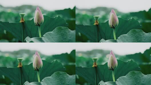 4k夏日午后荷塘里盛开的荷花高清在线视频素材下载