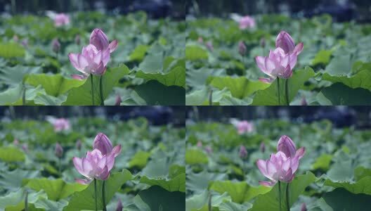 4k夏日午后荷塘里盛开的荷花高清在线视频素材下载