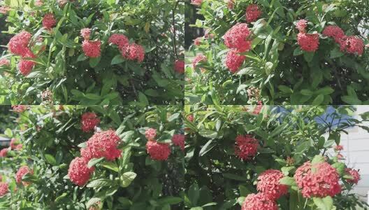 午后的花卉高清在线视频素材下载