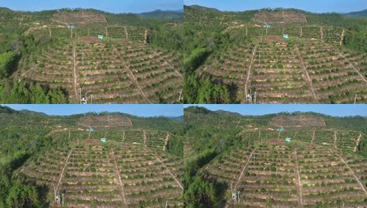 赣南脐橙基地高清在线视频素材下载