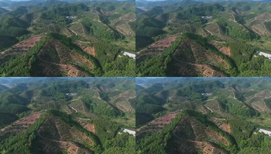 赣南脐橙高清在线视频素材下载