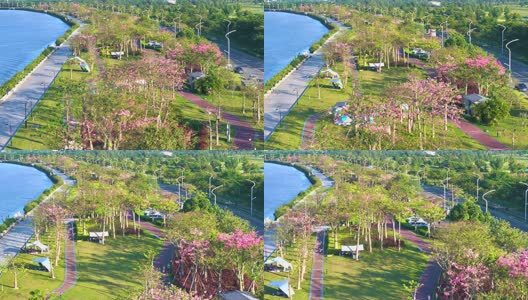 航拍横琴新区花海长廊高清在线视频素材下载