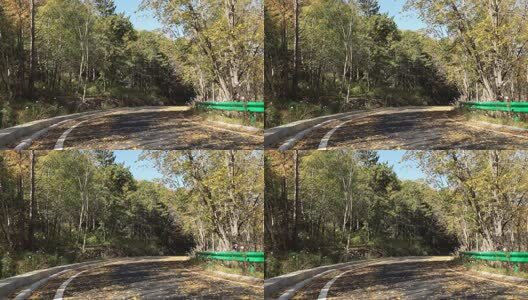 4K秋天落叶秋季泛黄的树叶高清在线视频素材下载