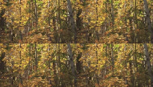 4K秋天落叶秋季泛黄的树叶高清在线视频素材下载