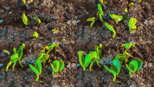 中药材决明子种子发芽生长过程高清在线视频素材下载