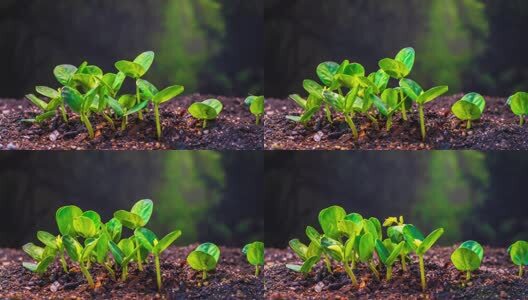 中药材决明子种子发芽生长延时高清在线视频素材下载