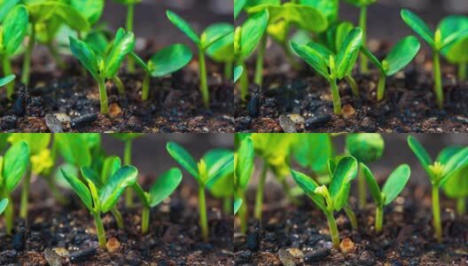 中药材决明子种子发芽生长延时高清在线视频素材下载