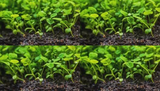 春天植物幼苗生长延时摄影高清在线视频素材下载