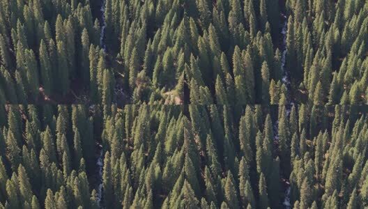 航拍新疆伊犁琼库什台云杉林高清在线视频素材下载