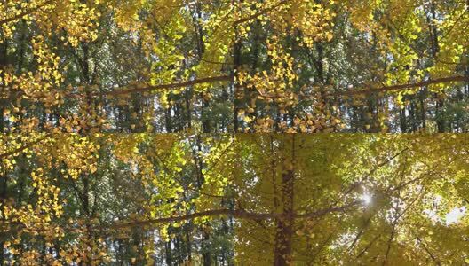 4K唯美秋天晚秋枯黄的银杏叶透光实拍视频高清在线视频素材下载