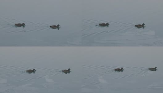 颐和园冬日湖面野鸭特写高清在线视频素材下载