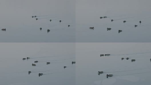 颐和园冬日湖面野鸭特写高清在线视频素材下载