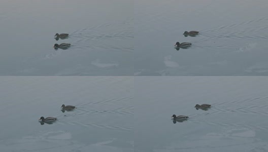 颐和园冬日湖面野鸭特写高清在线视频素材下载