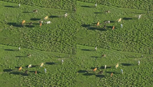 牛羊马草原牧场高清在线视频素材下载