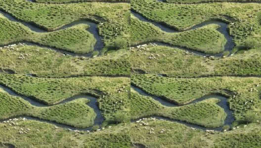 牛羊马草原牧场高清在线视频素材下载