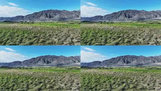 牛羊马草原牧场高清在线视频素材下载