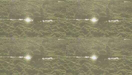 牛羊马草原牧场高清在线视频素材下载