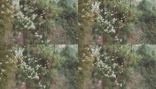 南京雨花台景区白色梅花特写高清在线视频素材下载