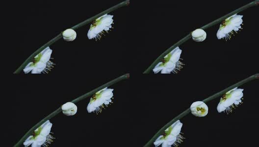 8K春天白色梅花绽放延时高清在线视频素材下载