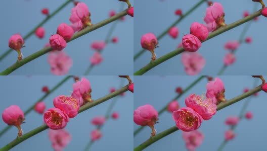 8K春天梅花绽放延时摄影高清在线视频素材下载