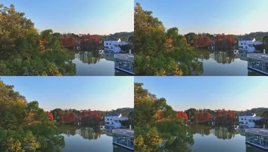 广州华南国家植物园落羽杉航拍高清在线视频素材下载