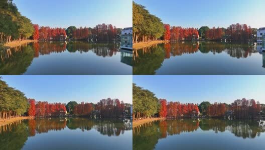 广州华南国家植物园落羽杉航拍高清在线视频素材下载