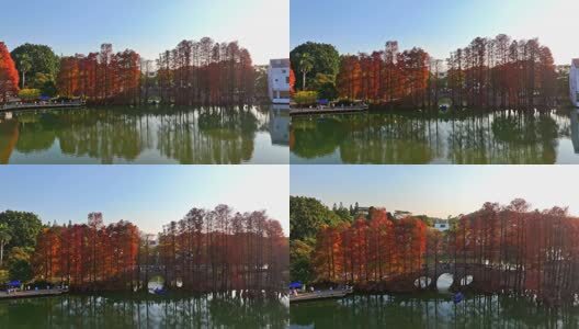 广州华南国家植物园落羽杉航拍高清在线视频素材下载