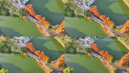 广州华南国家植物园落羽杉航拍高清在线视频素材下载