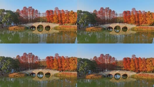 广州华南国家植物园落羽杉航拍高清在线视频素材下载