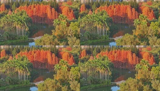 广州华南国家植物园落羽杉航拍高清在线视频素材下载