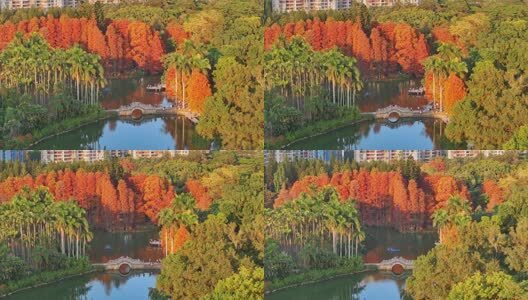 广州华南国家植物园落羽杉航拍高清在线视频素材下载