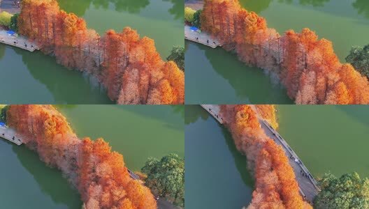 广州华南国家植物园落羽杉航拍高清在线视频素材下载