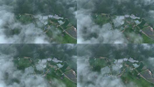 大棚蔬菜种植基地高清在线视频素材下载