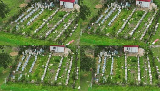 养蜂场的蜜蜂箱高清在线视频素材下载