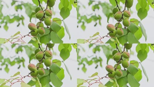 树上结的绿色果实高清在线视频素材下载