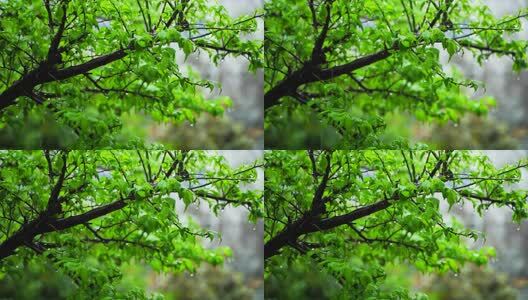 春天清明谷雨时节雨天雨中的梅花树高清在线视频素材下载