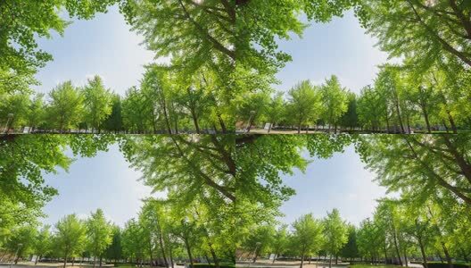 森林公园高清在线视频素材下载