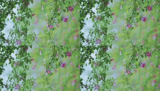 春天的蔷薇花自然风光高清在线视频素材下载