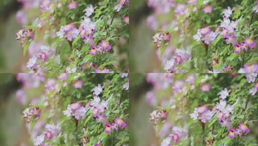 生态蔷薇花春季绽放自然风光高清在线视频素材下载