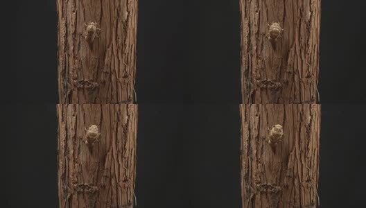 金蝉脱壳知了猴羽化高清在线视频素材下载