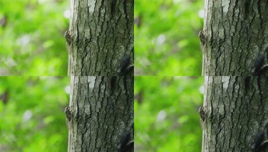 夏天的蝉高清在线视频素材下载