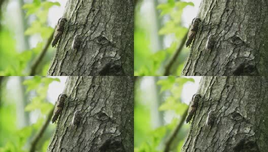 夏天的蝉高清在线视频素材下载