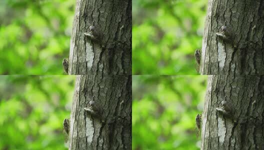 夏天的蝉高清在线视频素材下载
