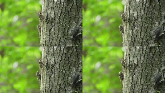 夏天的蝉高清在线视频素材下载