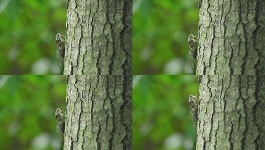 夏天的蝉高清在线视频素材下载