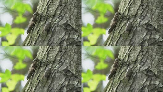 夏天的蝉高清在线视频素材下载