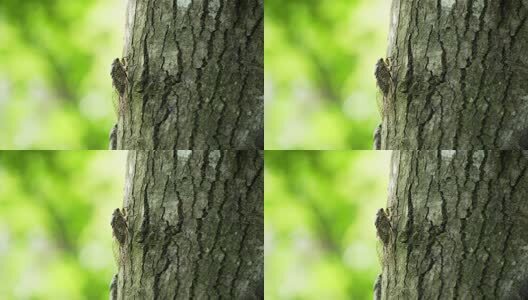 夏天的蝉高清在线视频素材下载